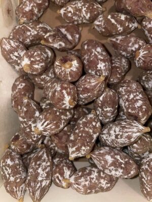 GRIGNOTTES OLIVE AOP 500G